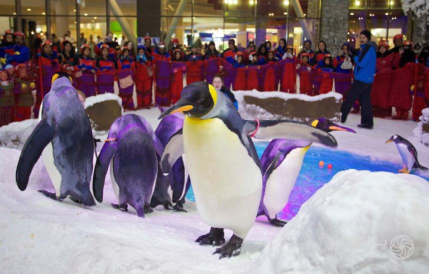 Dubai Ski Penguins